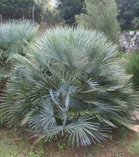 Gray Chamaerops Humilis Blumensamen zur Aussaat – farbenfroh Schau – Traditionssorte & ohne Gentechnik Samen Hausgarten