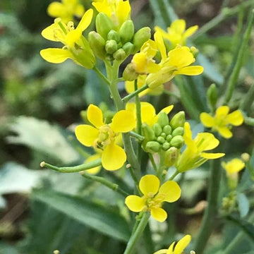 Gelb Edible Rape Blumensamen zur Aussaat