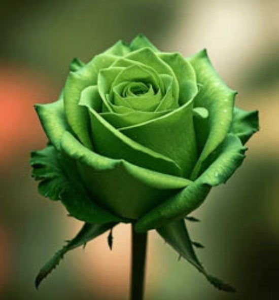 Stiefmütterchen Rose Blumensamen zur Aussaat – sonnenliebend – Traditionssorte & ohne Gentechnik Samen Hausgarten