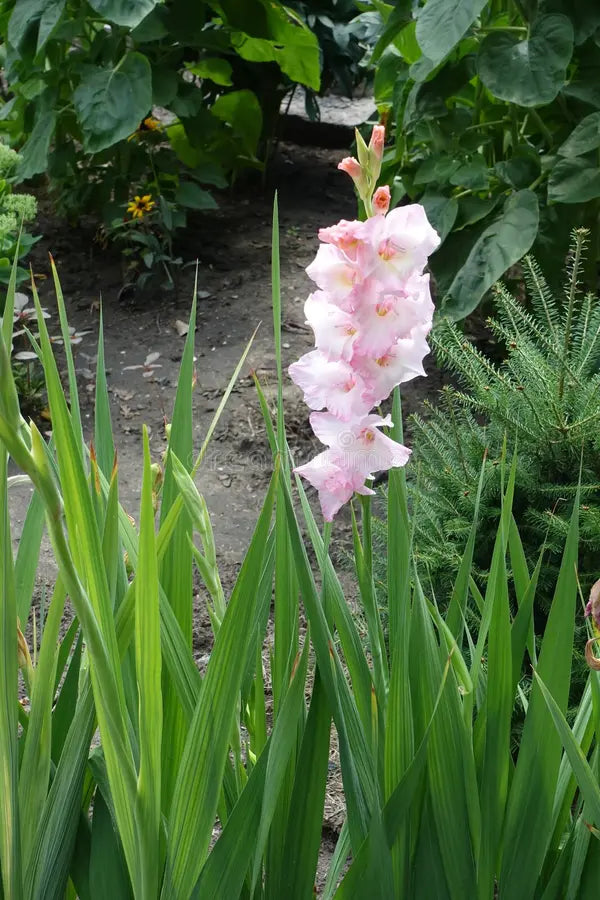 hell Rosa Gladiole Blumensamen zur Aussaat duftend Blüten Traditionssorte & ohne Gentechnik Samen Hausgarten