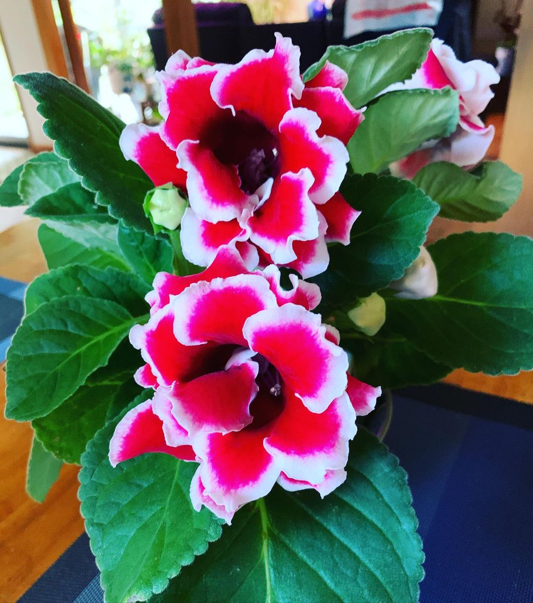 Sinningia gloxinia blume samen for anpflanzung