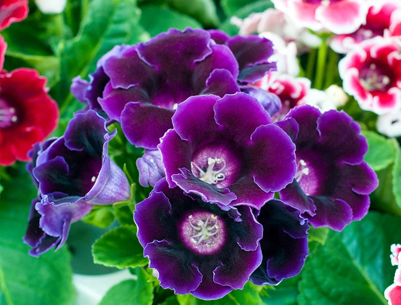 Sinningia gloxinia blume samen