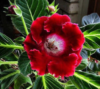 Sinningia speciosa (gloxinia) blume samen for anpflanzung