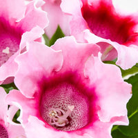 Sinningia weiß gloxinia samen for anpflanzung