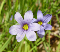 Sisyrinchium montanum blume samen for anpflanzung
