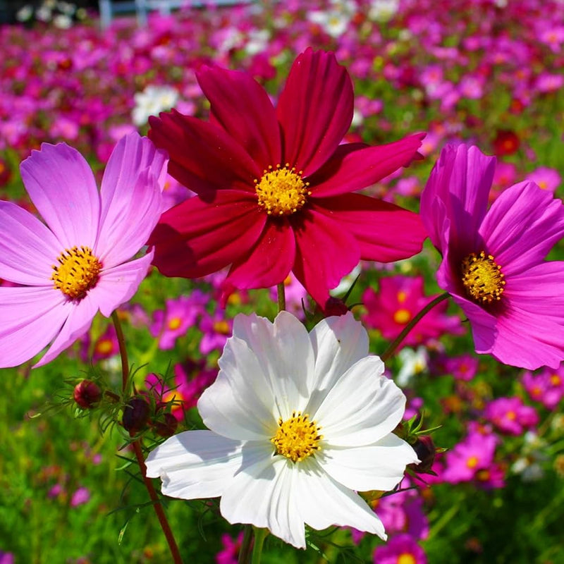 Sixfold blume samen for vibrant garten anpflanzung