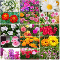 Sixfold garten blume mix for easy anpflanzung