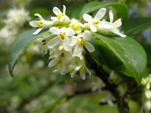 Osmanthus Blumensamen zur Aussaat Landhaus Garten wichtig Traditionssorte & ohne Gentechnik Samen Hausgarten