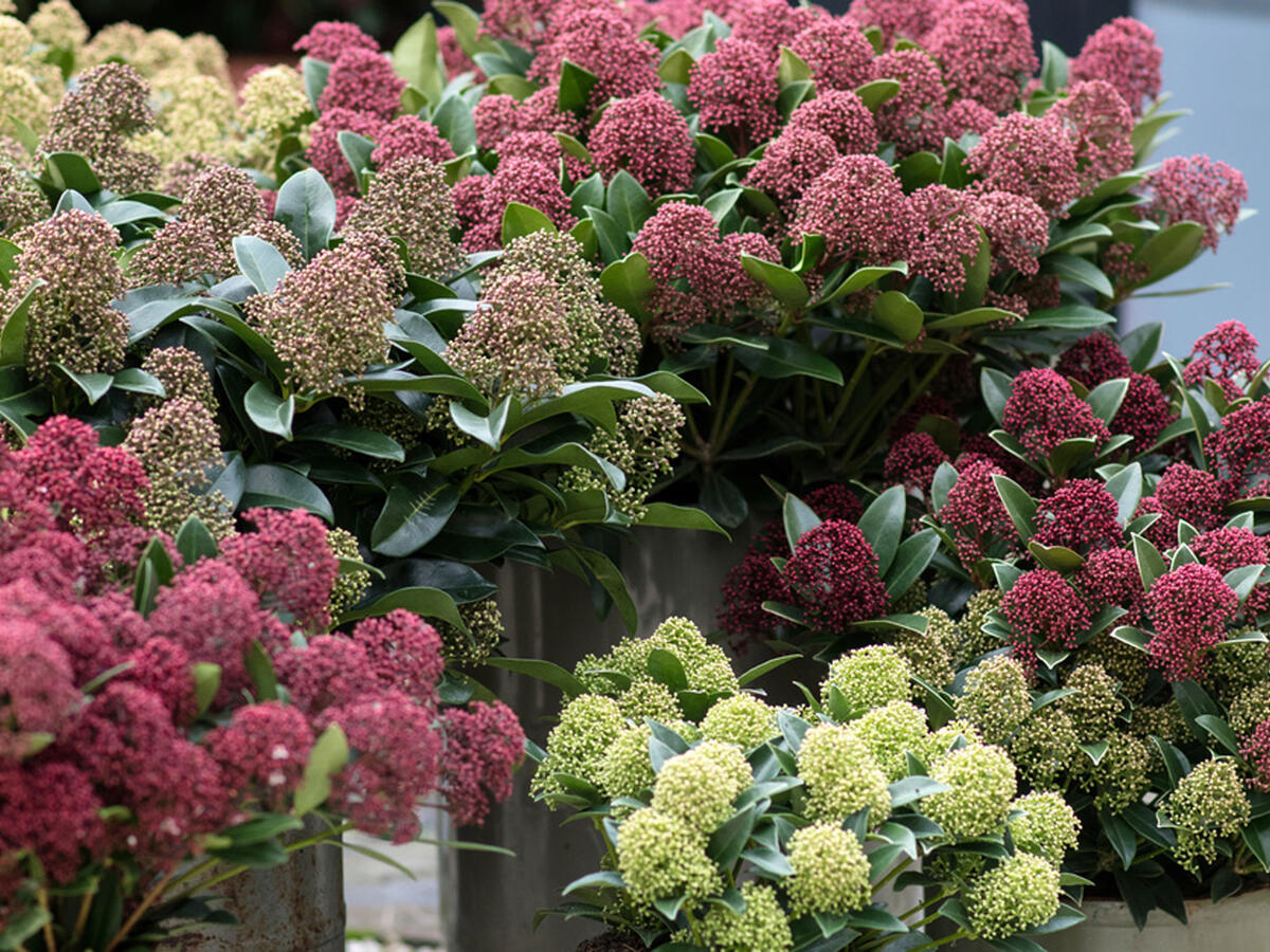 Skimmia Blumensamen zur Aussaat lang Blüte Saison Traditionssorte & ohne Gentechnik Samen Hausgarten