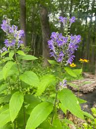Skullcap Kraut Pflanze Anbau outdoors
