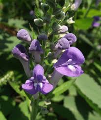 Skullcap Samen for Aussaat in herbal gardens