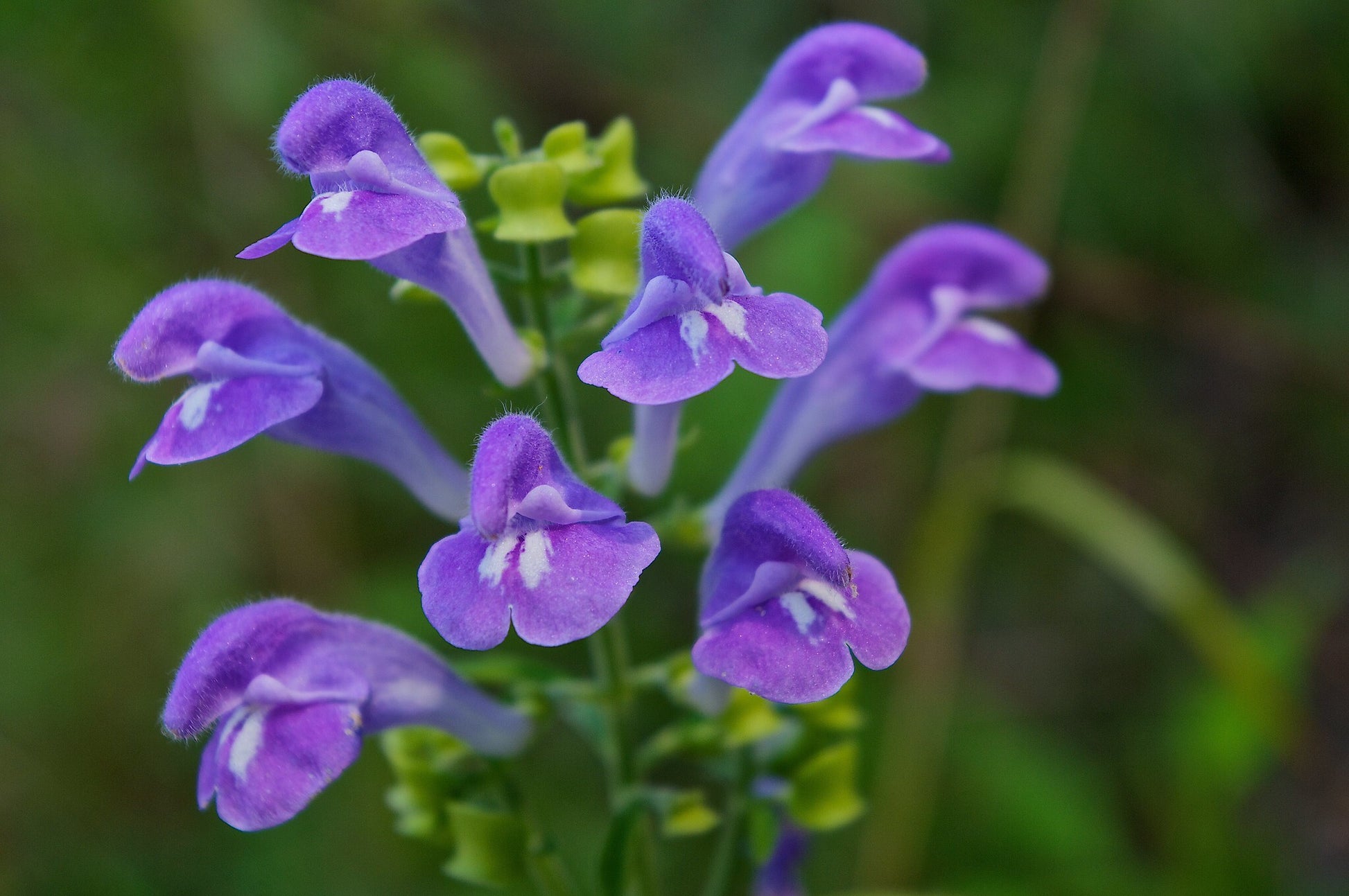 Lila Scutellaria Samen mehrjährig Aussaat