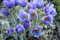 Sky blau anemone pulsatilla samen for anpflanzung