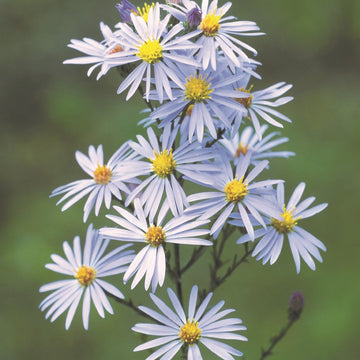 Sky blau aster blume samen for anpflanzung