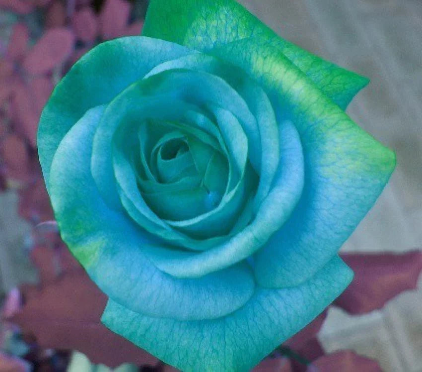 Sky blau grün rose blume samen for anpflanzung