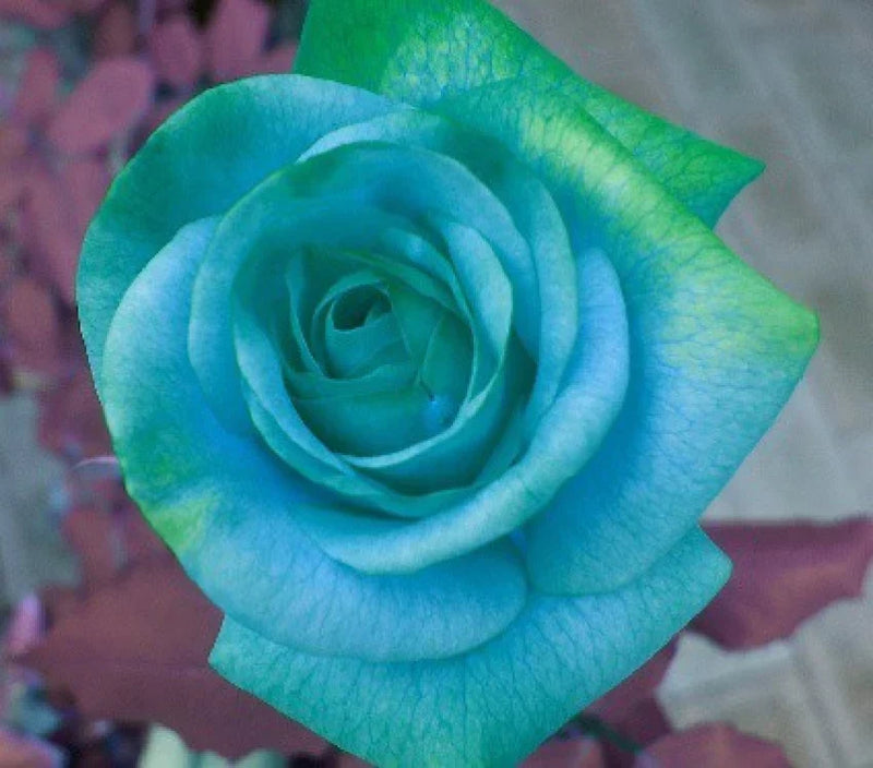 Sky blau grün rose blume samen for anpflanzung