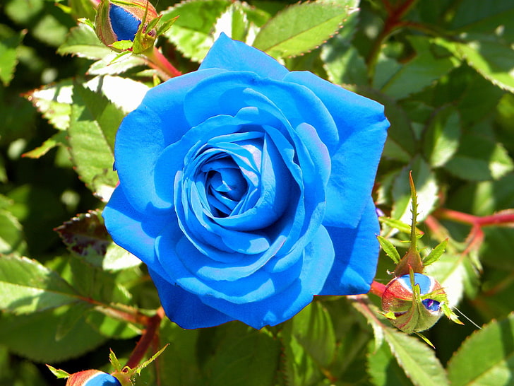 Sky blau grey rose blume samen for anpflanzung