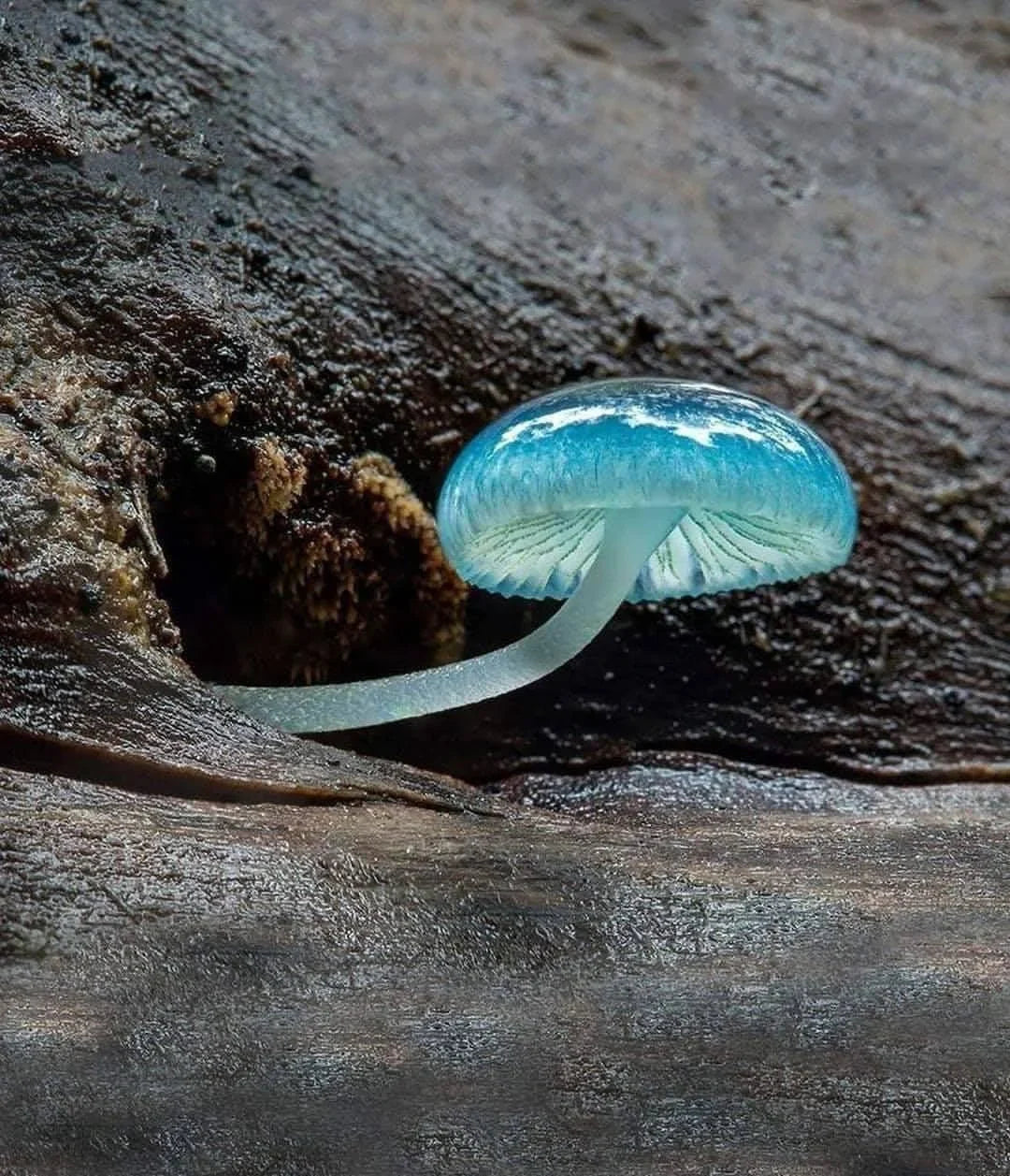 Sky blue pilz samen für aussaat