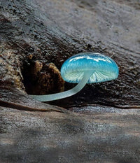 Sky blue pilz samen für aussaat