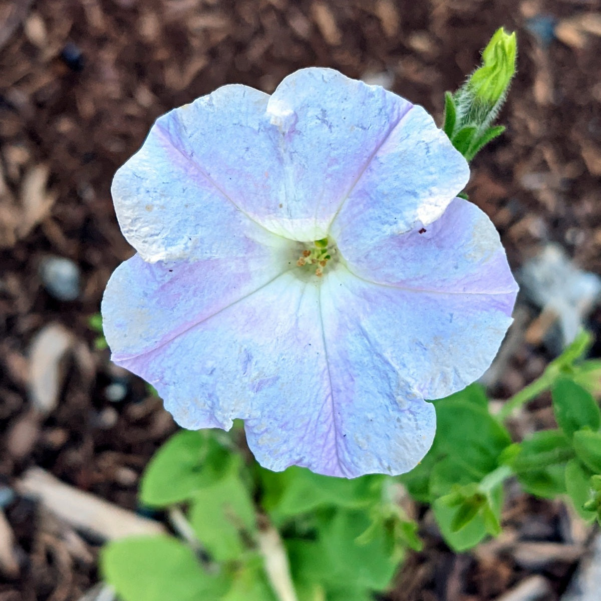 Sky blau petunia samen for anpflanzung – vibrant garten blooms