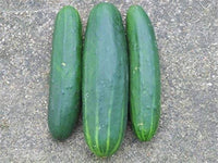 Fresh slicing cucumber Marketmore variety on vine