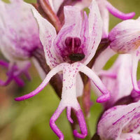 Slipper orchid seedlings wachsend in töpfen
