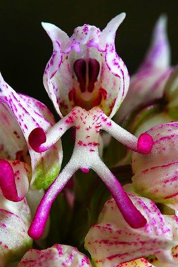Slipper orchid samen for anpflanzung premium quality