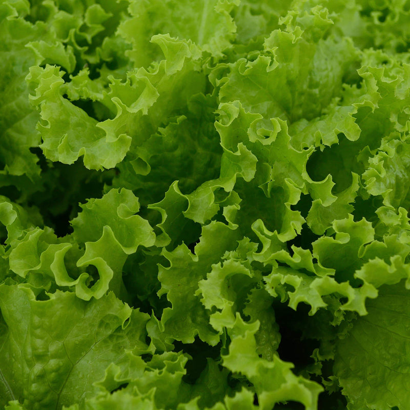 Slobolt lettuce samen für home gardens