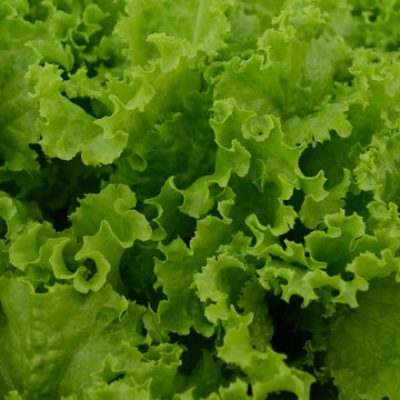 Slobolt lettuce samen für home gardens