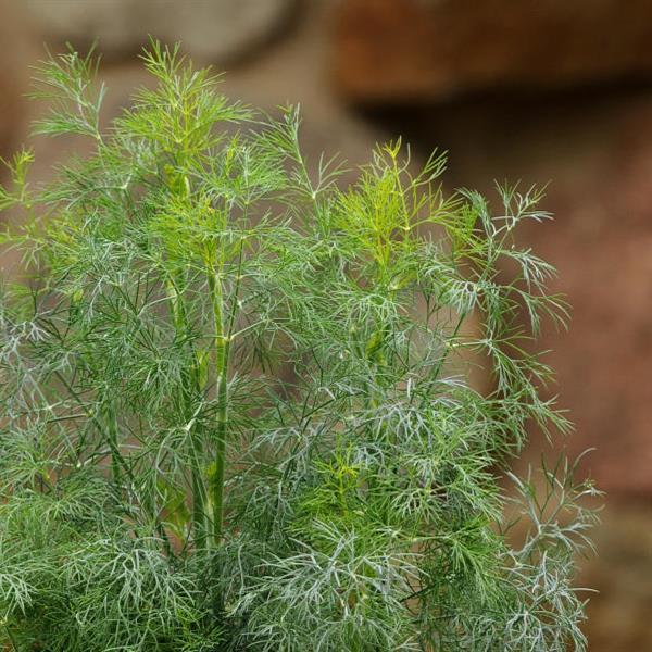 Slow-bolting Fernleaf Dill Samen for Zuhause gardens
