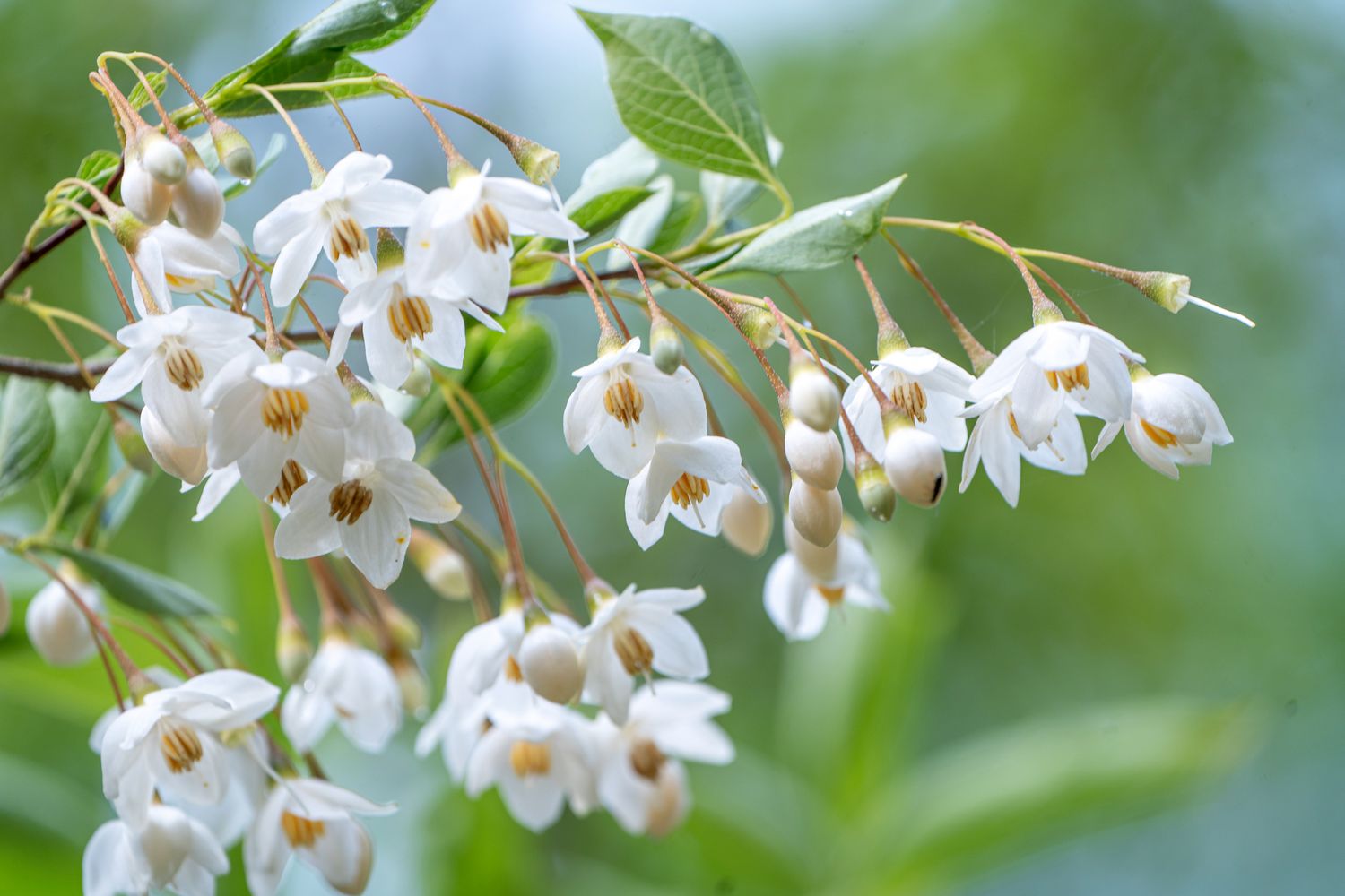 Snowbell Baum Samen Aussaat Leitfaden