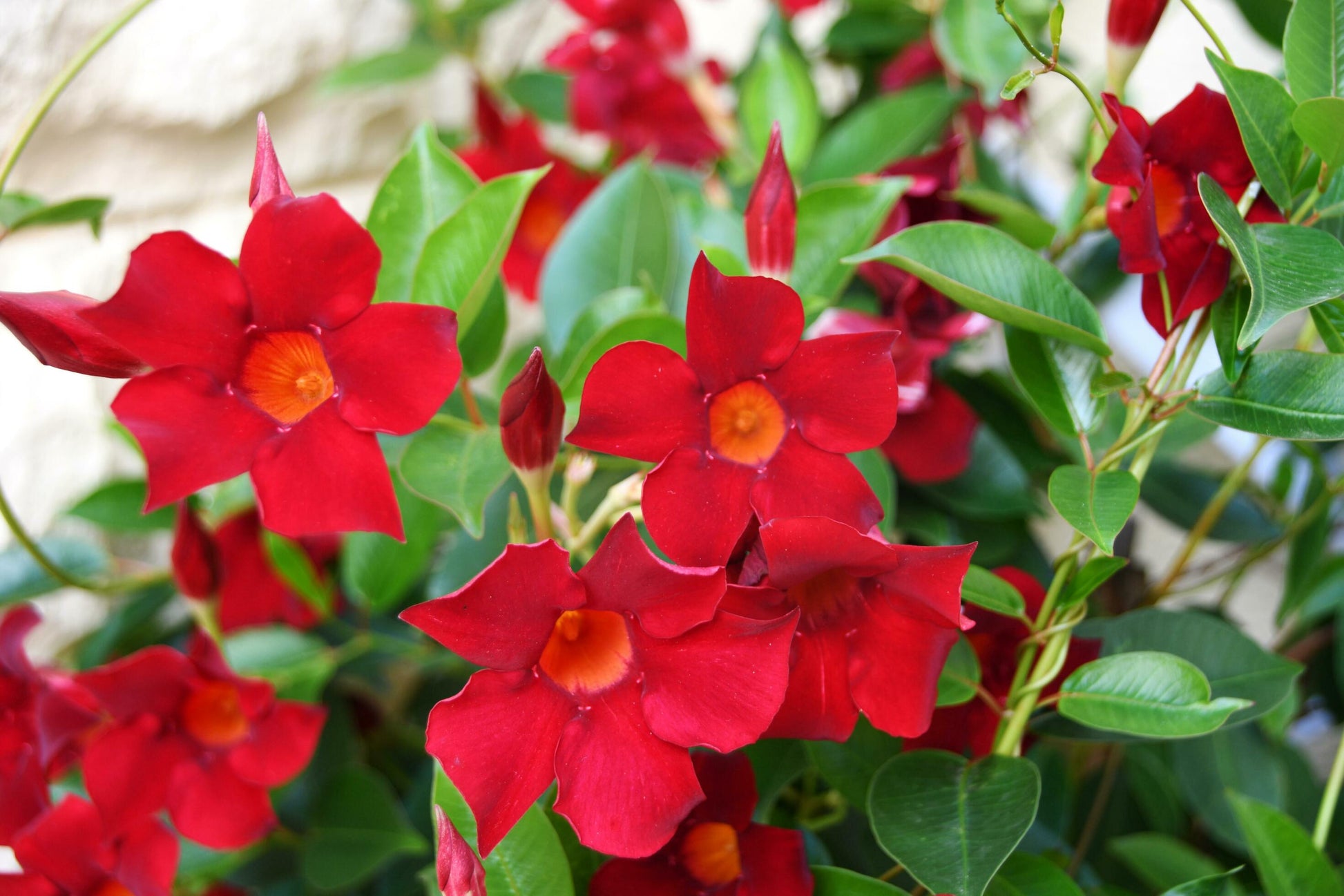 Sanderi Blumensamen zur Aussaat ideal Rabatten Traditionssorte & ohne Gentechnik Samen Hausgarten
