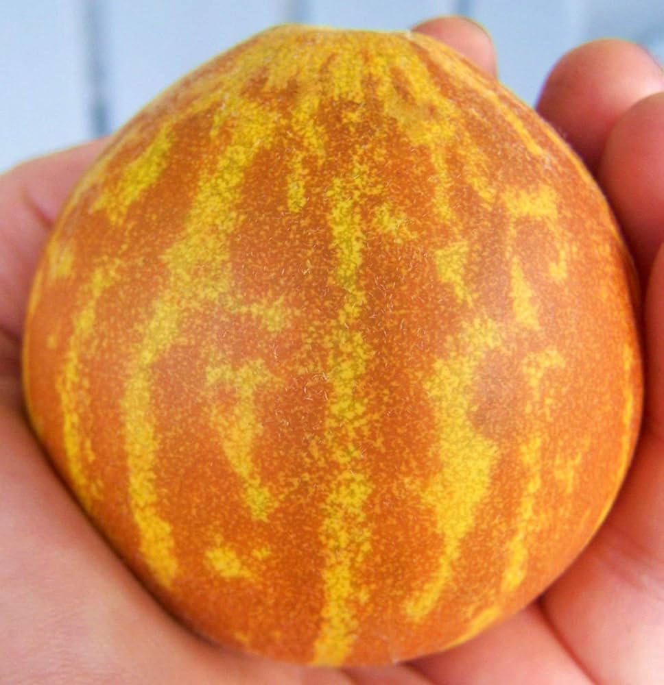 Small vietnam milk melon fruit gezogen aus samen