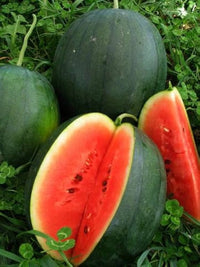 Small süße watermelon gezogen aus sugar baby samen