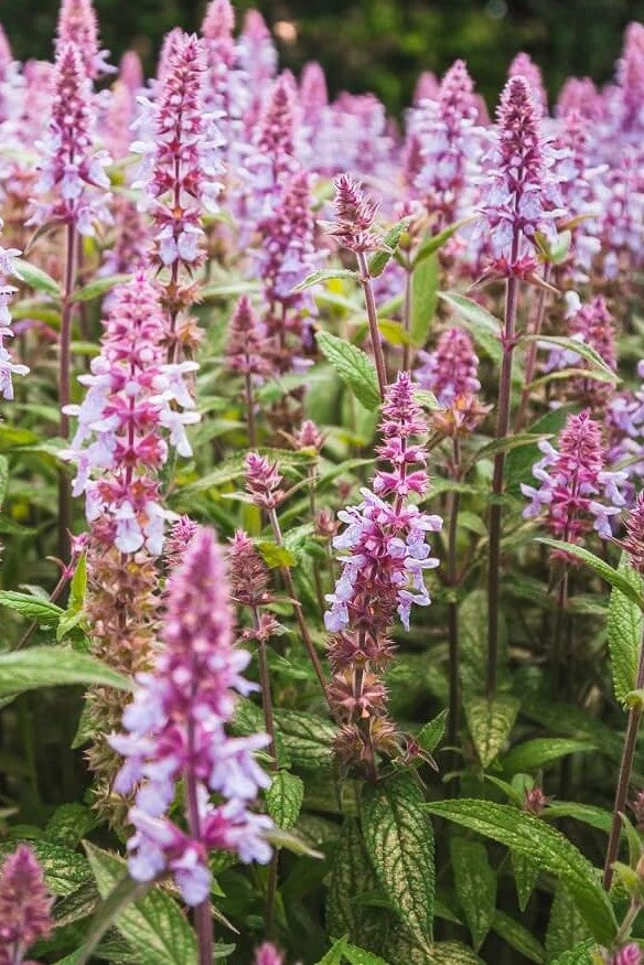 Lila Marsh Woundwort Blumensamen zur Aussaat saisonal Dauerblüher Traditionssorte & ohne Gentechnik Samen Hausgarten