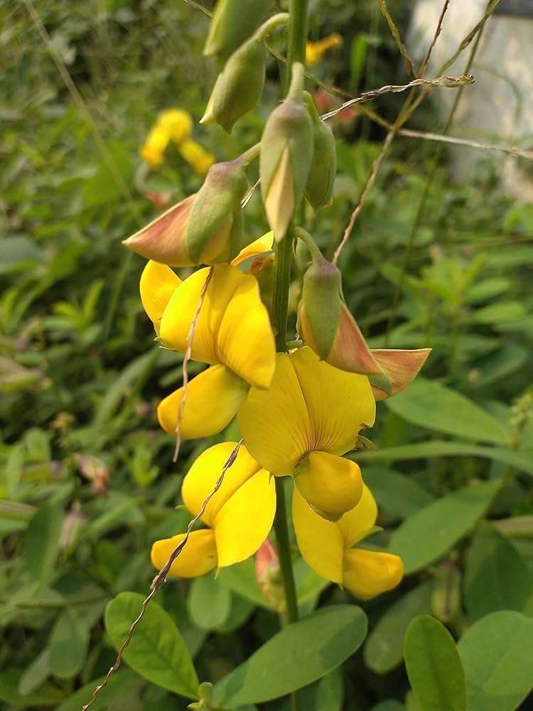 Close-up of smooth rattlebox gelb blume petals