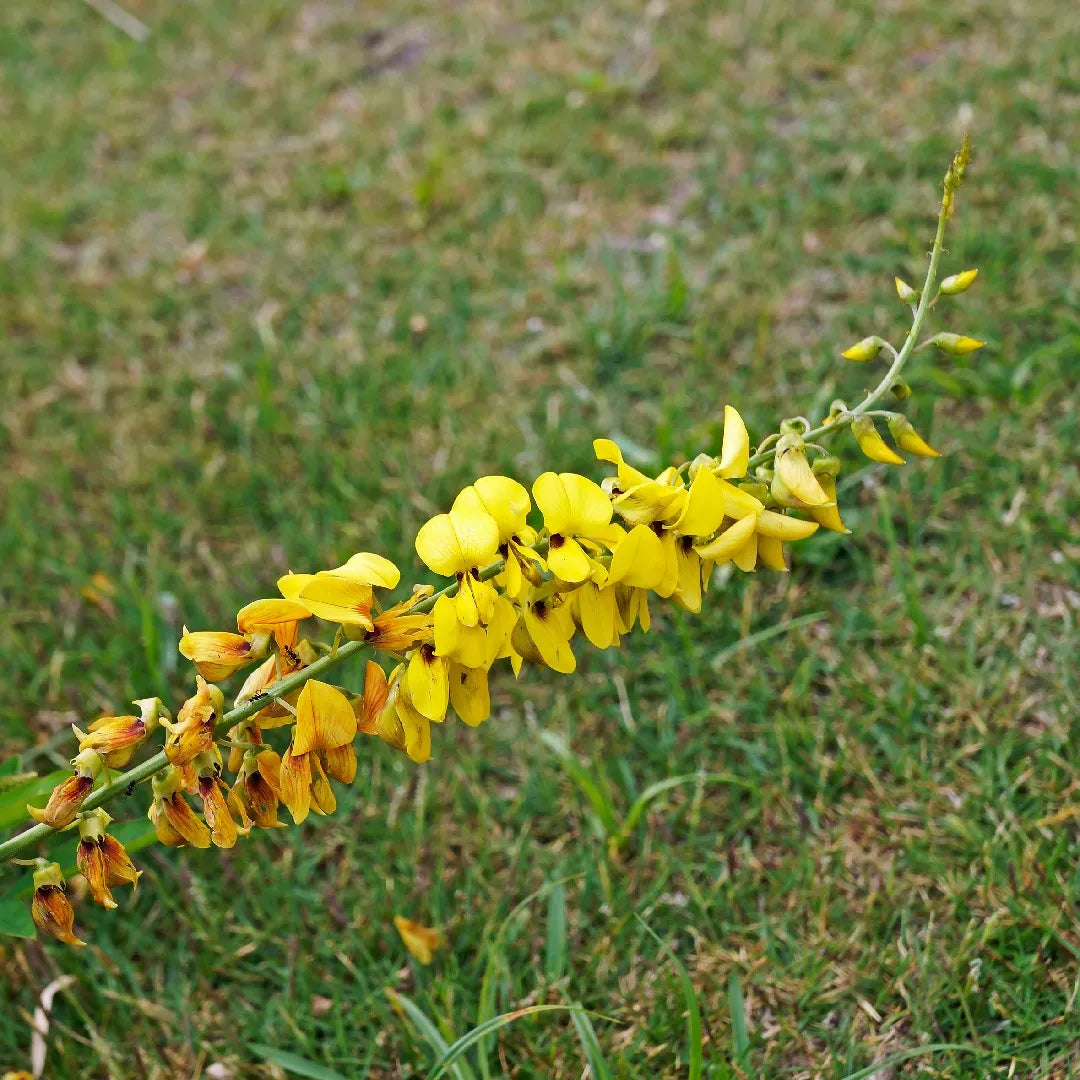 Gelb smooth rattlebox blumen wachsend in landscape