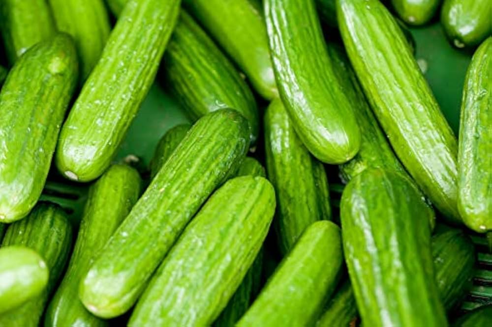 Long crisp cucumbers gezogen aus smr58 samen