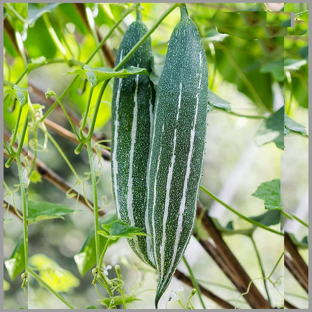 Snake cucumber vines wachsend on trellis