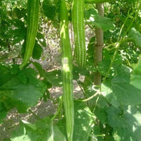 Green Serpent Gourd Gemüse Planting Samen