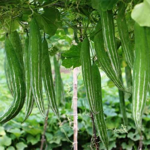 Green Serpent Gourd Gemüse Planting Samen