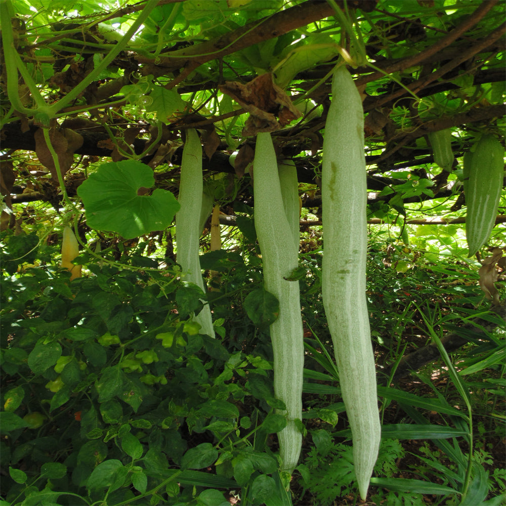Snake gourd pflanzen thriving in gemüse patch
