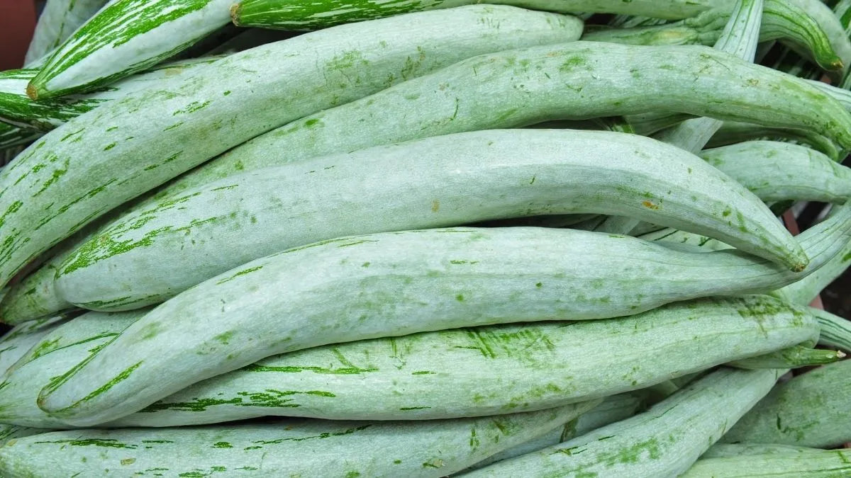 Healthy snake gourd pflanzen wachsend in full sun