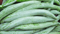 Healthy snake gourd pflanzen wachsend in full sun