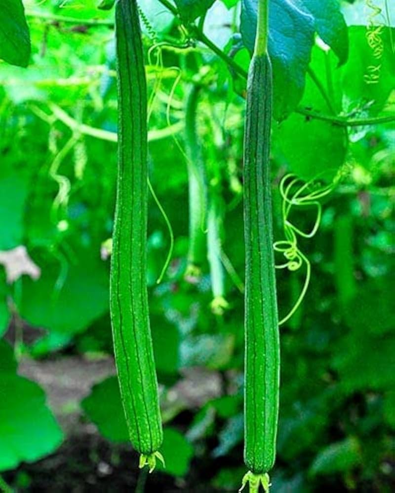 Snake gourd trichosanthes cucumerina samen für aussaat