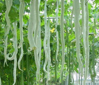 Non-gmo snake gourd samen für home garten aussaat
