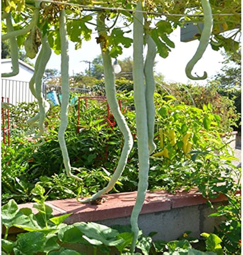 Vigorous snake gourd vines climbing on a garten trellis