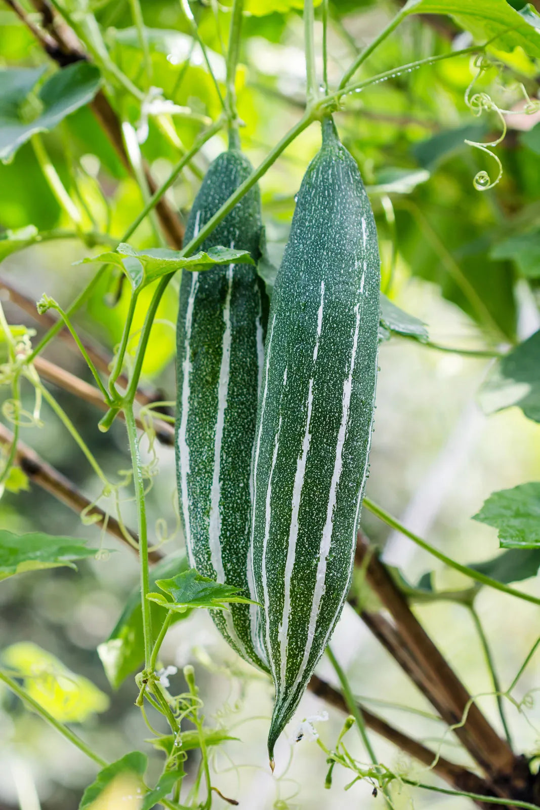 Trichosanthes Cucumerina Samen for Gemüse Planting