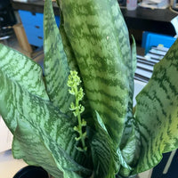 Sansevieria Blumensamen zur Aussaat – Schnitt Blume beliebt – Traditionssorte & ohne Gentechnik Samen Hausgarten