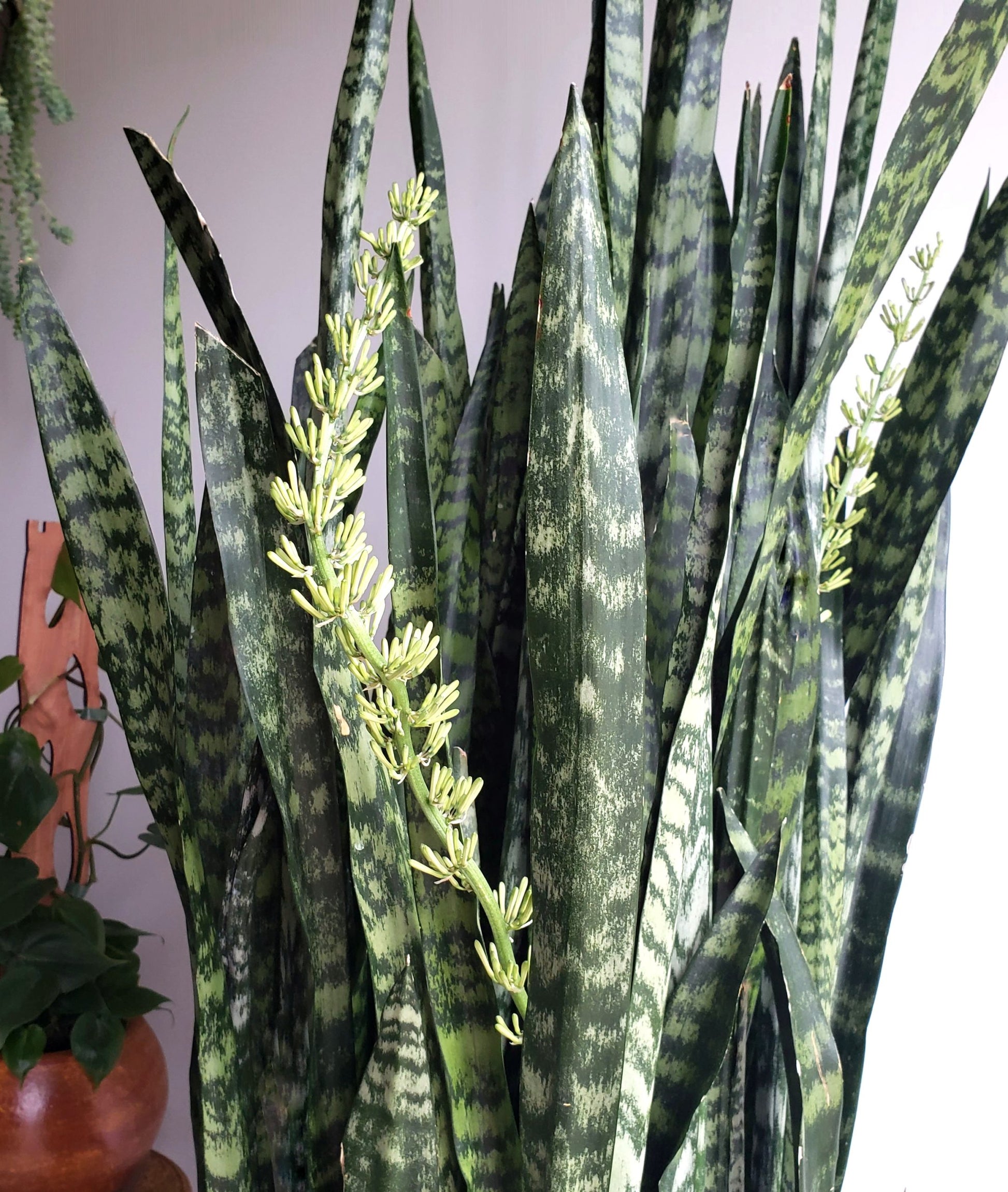 Sansevieria Blumensamen zur Aussaat – sonnenliebend – Traditionssorte & ohne Gentechnik Samen Hausgarten